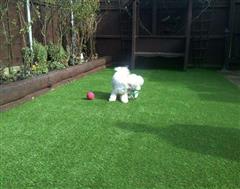 Another Happy chappie with Artificial Grass